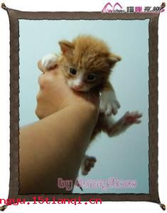 黄狸黑狸,得鼠者雄的故事_黄狸黑狸,得鼠者雄典故